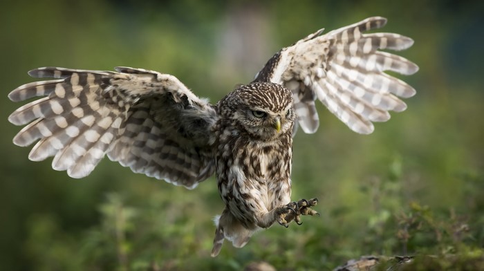 Little owl with wings spread landing