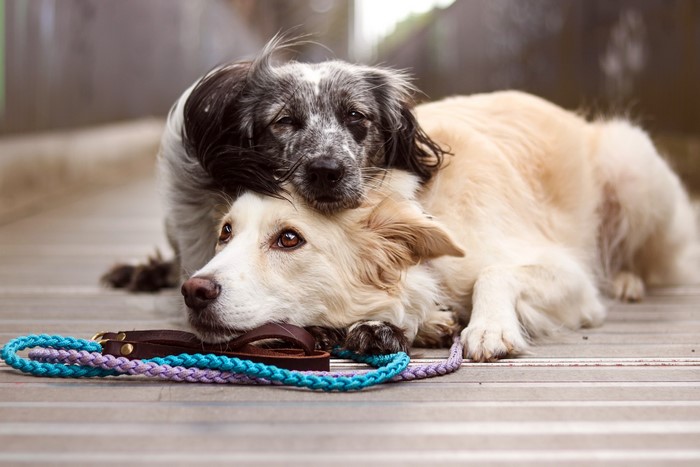 Two dogs resting with leashes