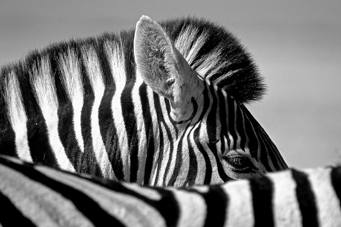 Close-up of a zebra's head and mane