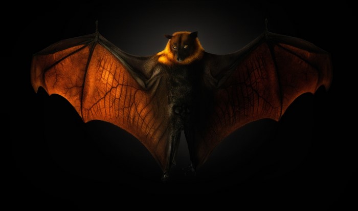 A bat with wings spread against a dark background