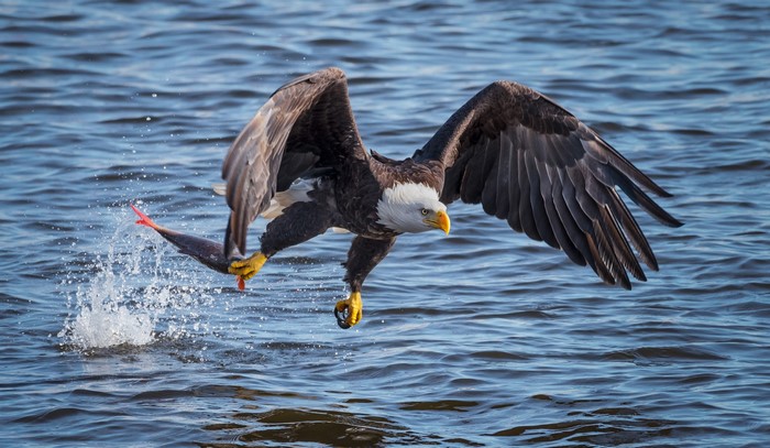 Bald eagle catching a fish in water