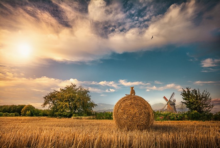 Cat sitting on hay bale in a field at sunset