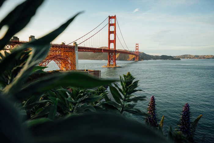 Golden Gate Bridge with plants in foreground