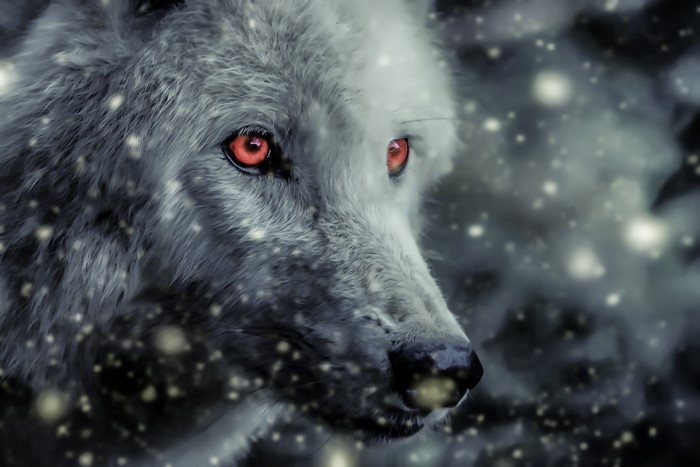 Close-up of a wolf with glowing red eyes in a snowy storm