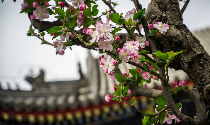 Pink cherry blossoms on a tree branch in ChongQing