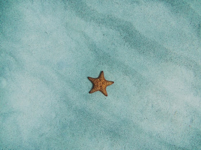 Starfish on sandy ocean floor