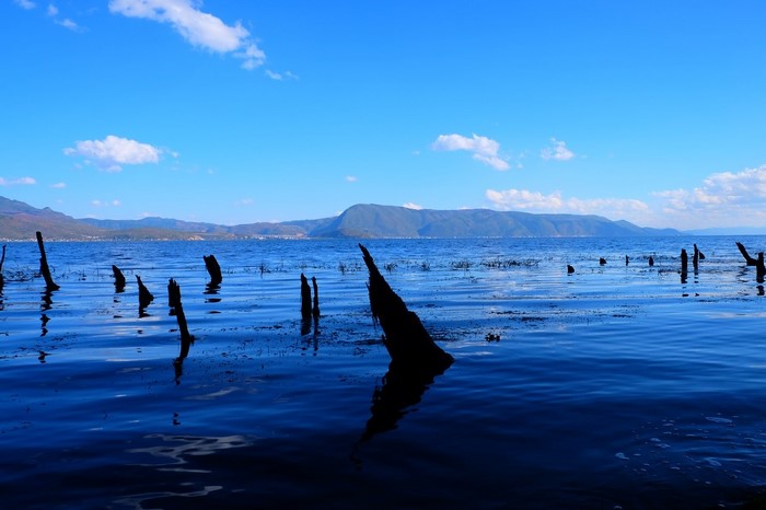 Dead trees in a lake with mountains in the background