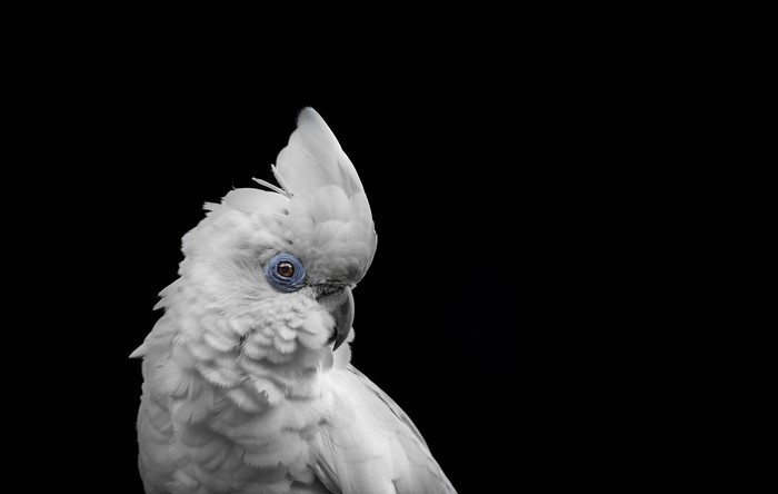 White cockatoo with blue eye on black background