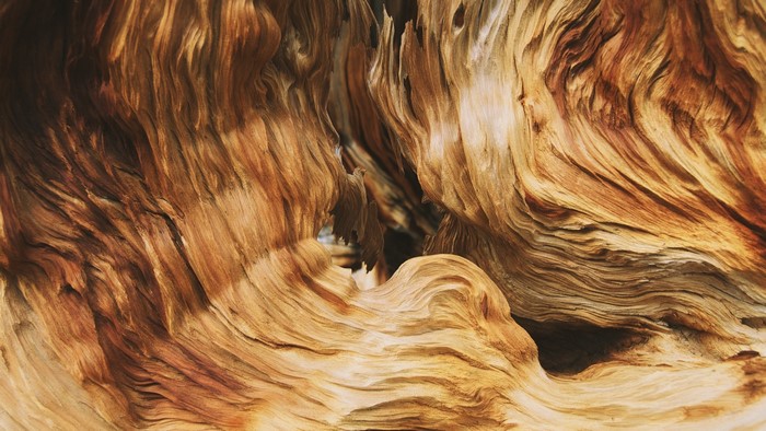 4K Macro Abstract Wood Texture