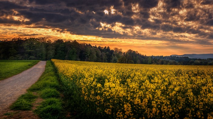 Yellow field and road at sunset with clouds