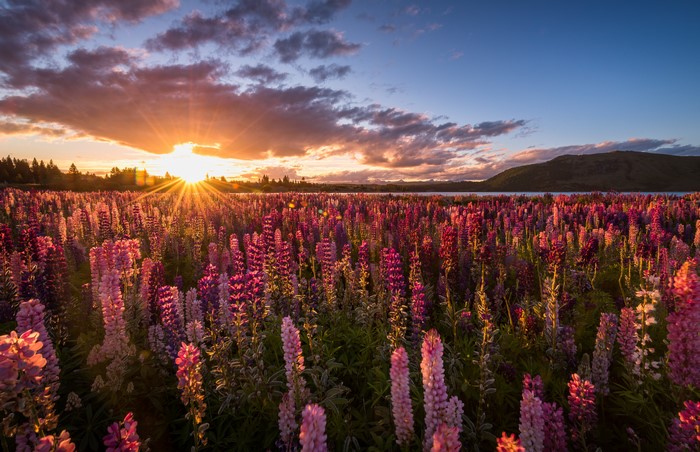 Field of lupine flowers at sunset