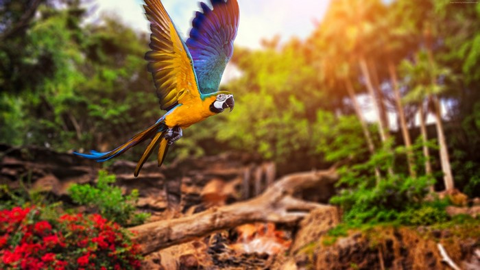 Blue-and-yellow Macaw flying in a jungle