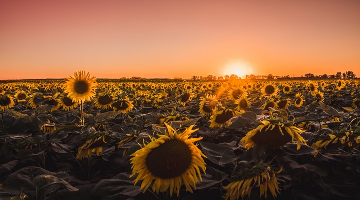 4K Sunset over a Field of Sunflowers