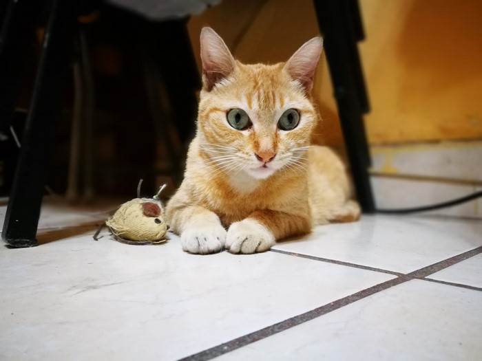 Orange cat with toy mouse on floor