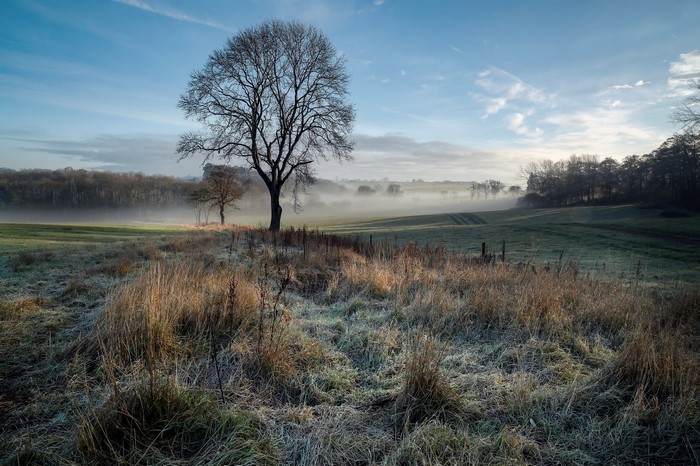 Bare tree in misty field at sunrise