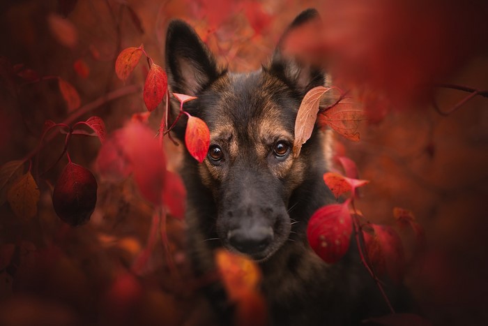 German Shepherd dog among red autumn leaves