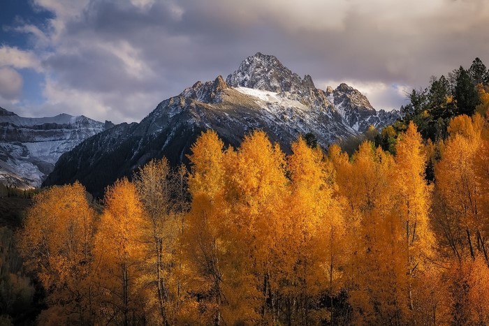 Autumn trees in front of snow-capped mountains