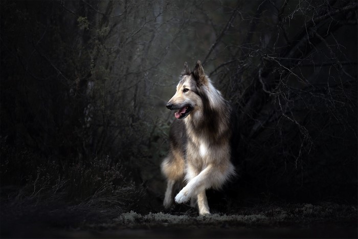 A dog standing in a dark forest
