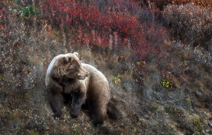 Brown bear in autumn foliage