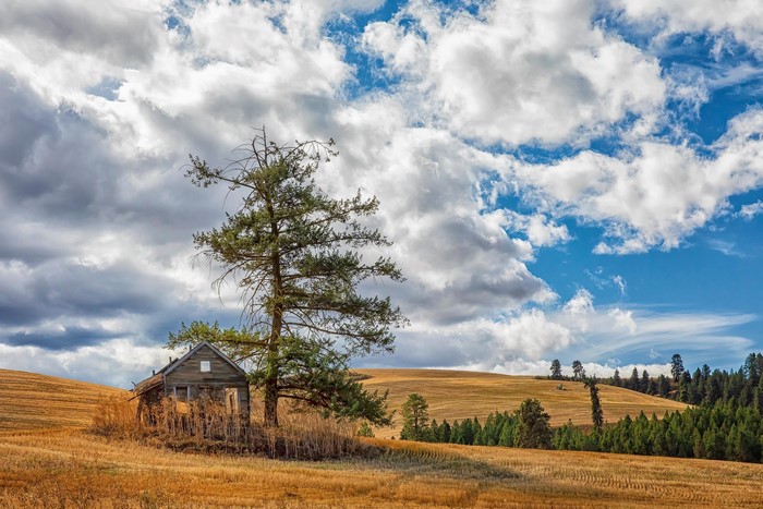 Abandoned cabin and tree in a harvested field under clouds