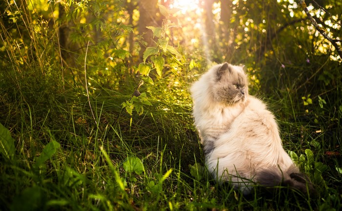 Fluffy cat sitting in green grass with sunlight