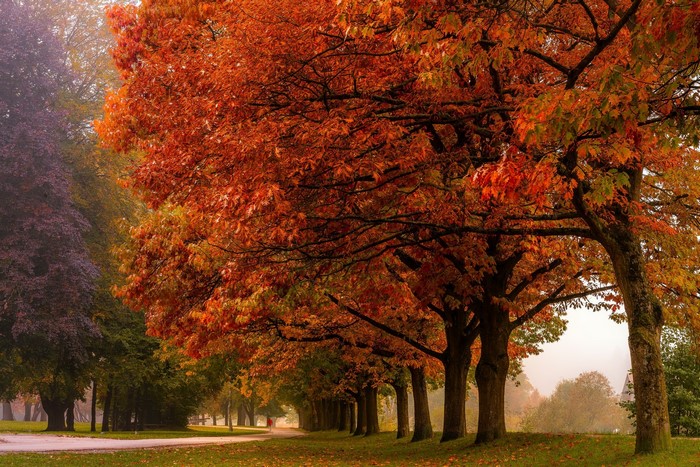 Autumn trees line a park path with fallen leaves