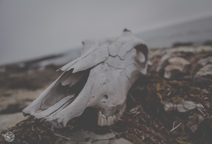 Skull in Badlands