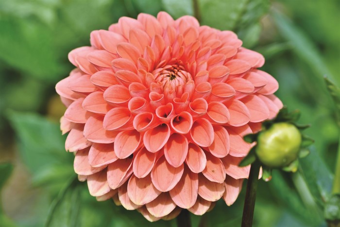 Pink Dahlia Flower Closeup