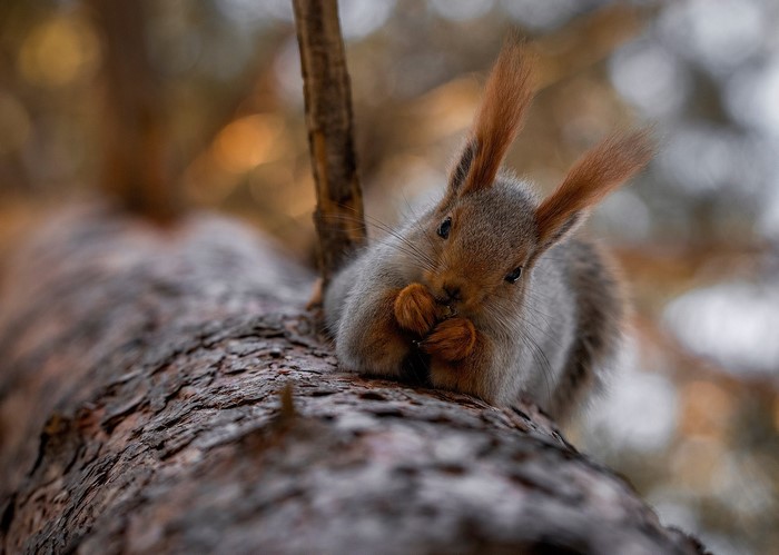 Squirrel eating on a tree branch