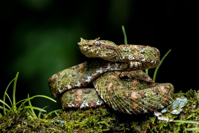 A camouflaged viper snake coiled on mossy branches