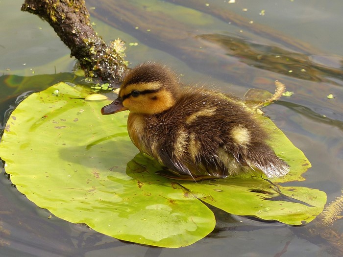A duckling sits on a lily pad in the water