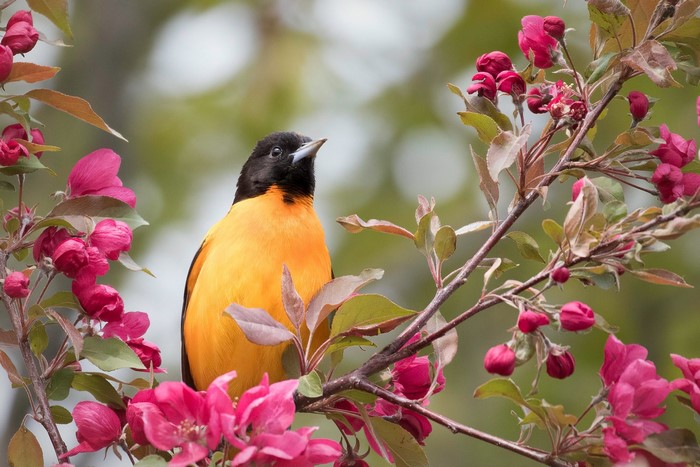 Baltimore Oriole perched on a flowering branch