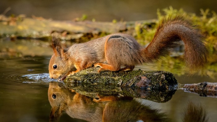 Red squirrel drinking water from a log reflection