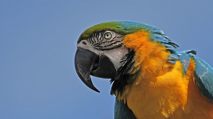 Blue and yellow macaw parrot against blue sky