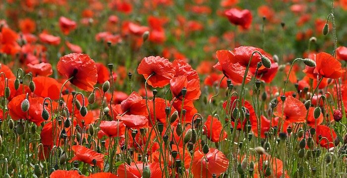 Field of red poppies and green buds