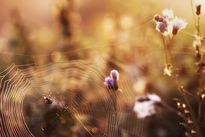 Spider on a web with flowers in the background
