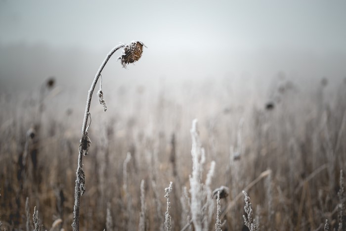 Frost covered dead sunflower in a field