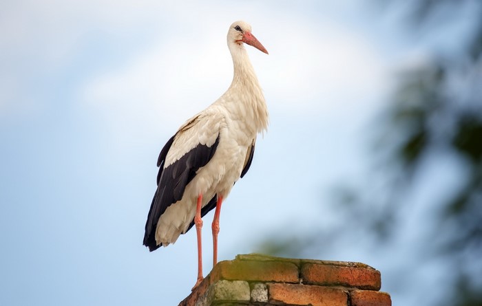 White stork standing on a brick structure