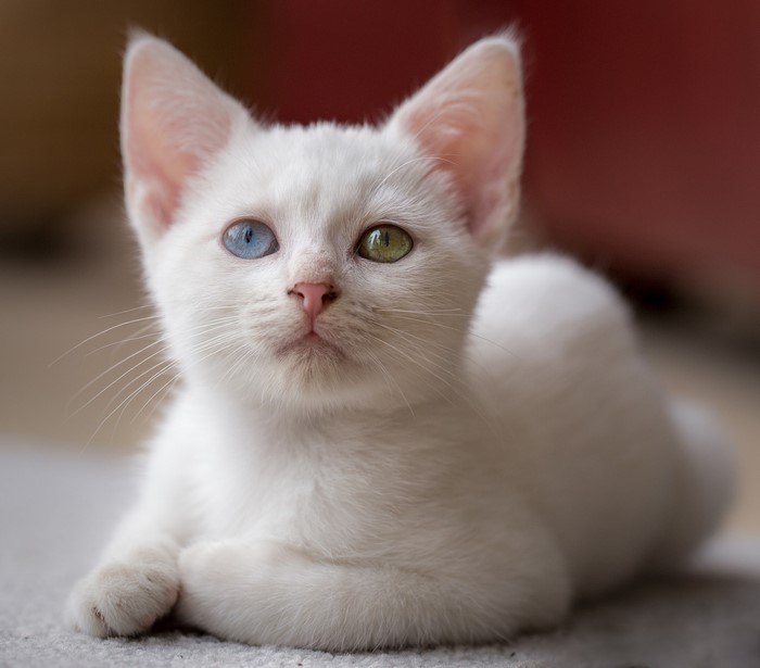 White kitten with heterochromia indoors