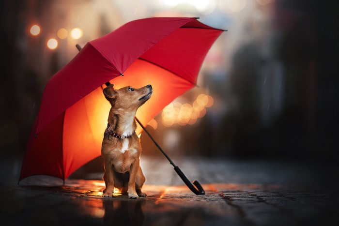 Dog under a red umbrella in the rain