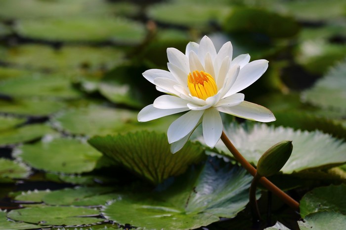 White water lily flower with yellow center on lily pads