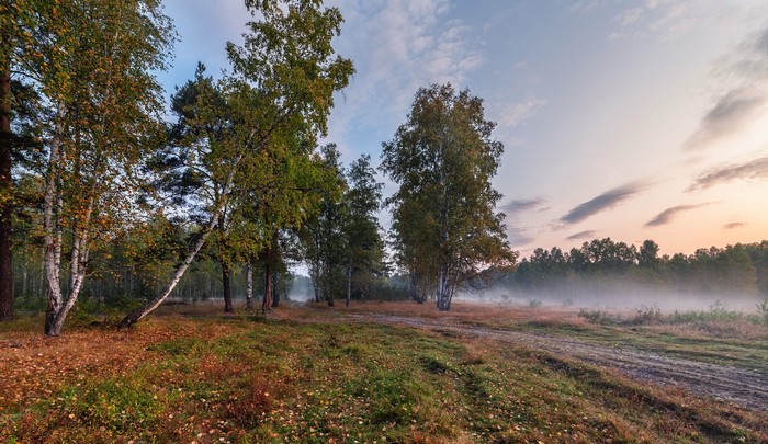 Misty forest clearing with birch trees at sunrise
