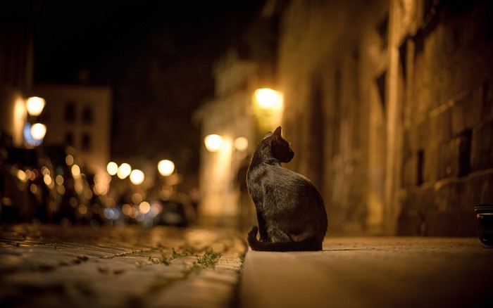 Black cat sitting on a street at night