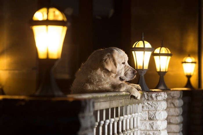 Golden Retriever dog on a porch at night