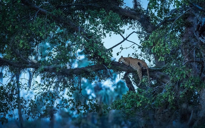 Leopard resting on a tree branch