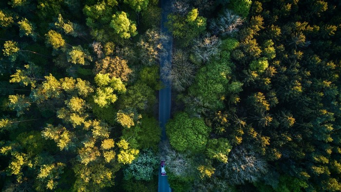 Aerial view of a road through a forest