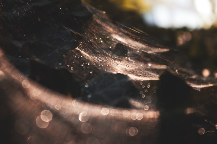 Spider web with water drops and bokeh