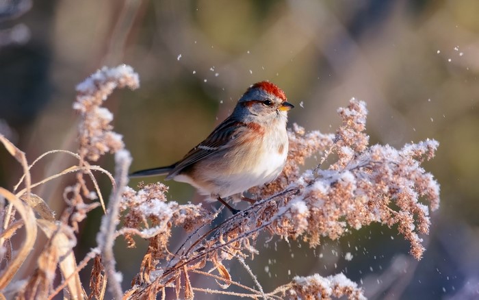 American Tree Sparrow perched on frosted branches