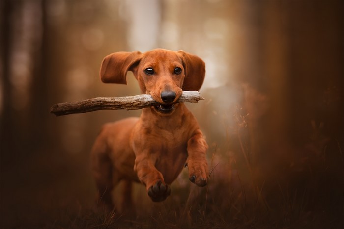 Brown Dachshund puppy running with a stick