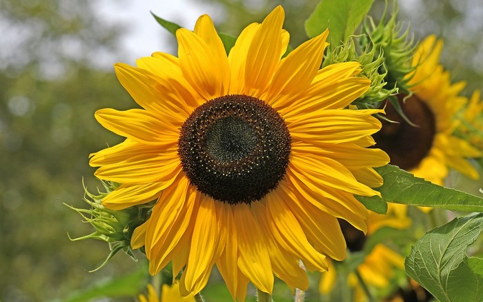 Close-up of a bright yellow sunflower with a dark center